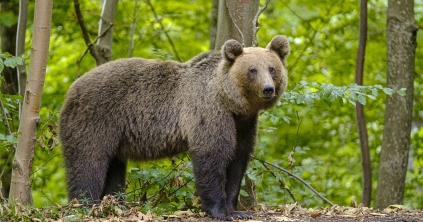 Vadőrre támadt a medve Korondon, kilőtték
